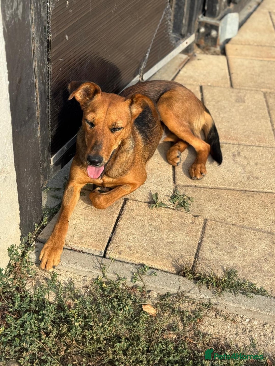 Mixed Breed dogs for adoption: Our lovely Angie, available for cuddles - Image 10