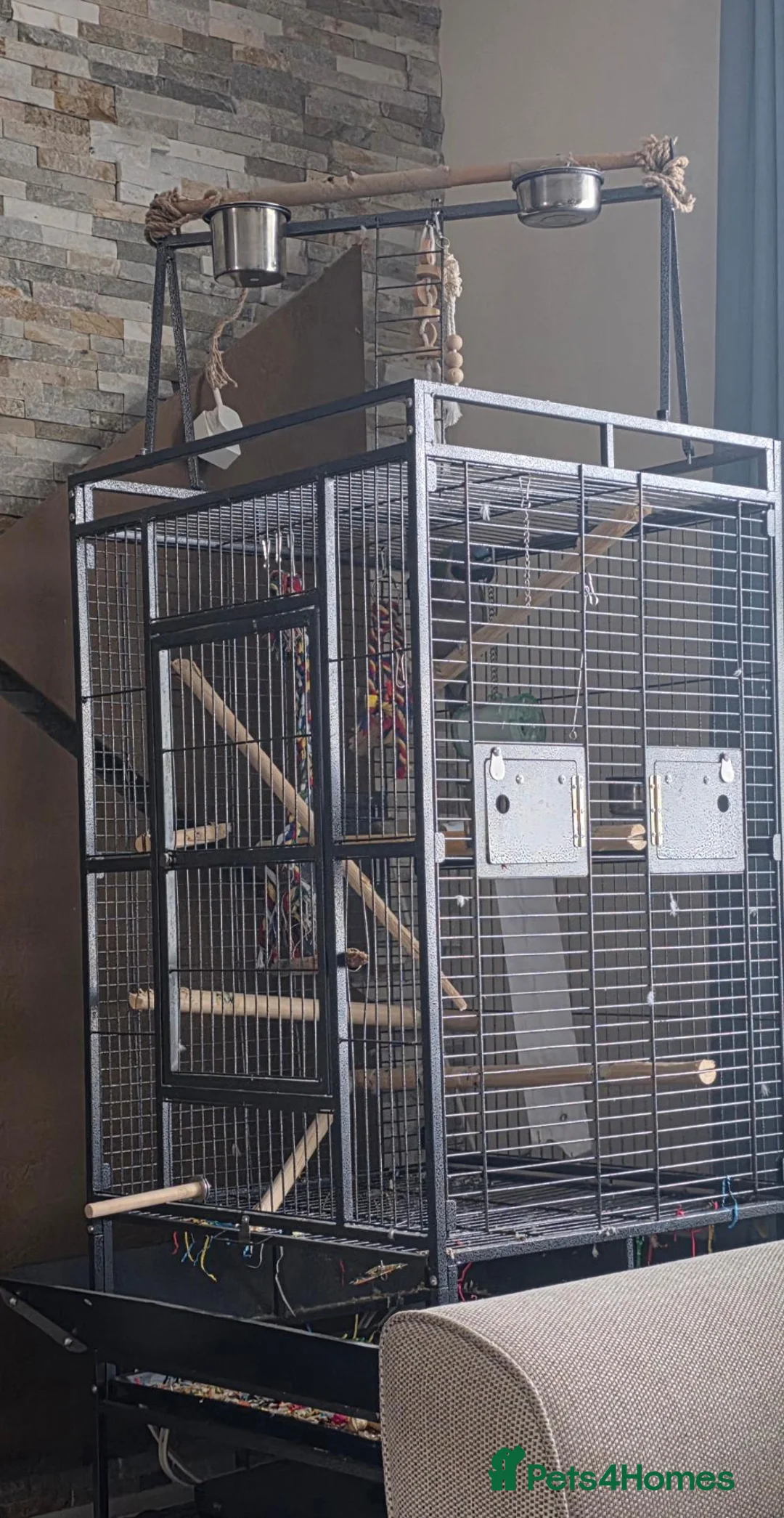Parakeets birds for sale: lord Derbyan moustache parakeet in Leigh - Advert 6