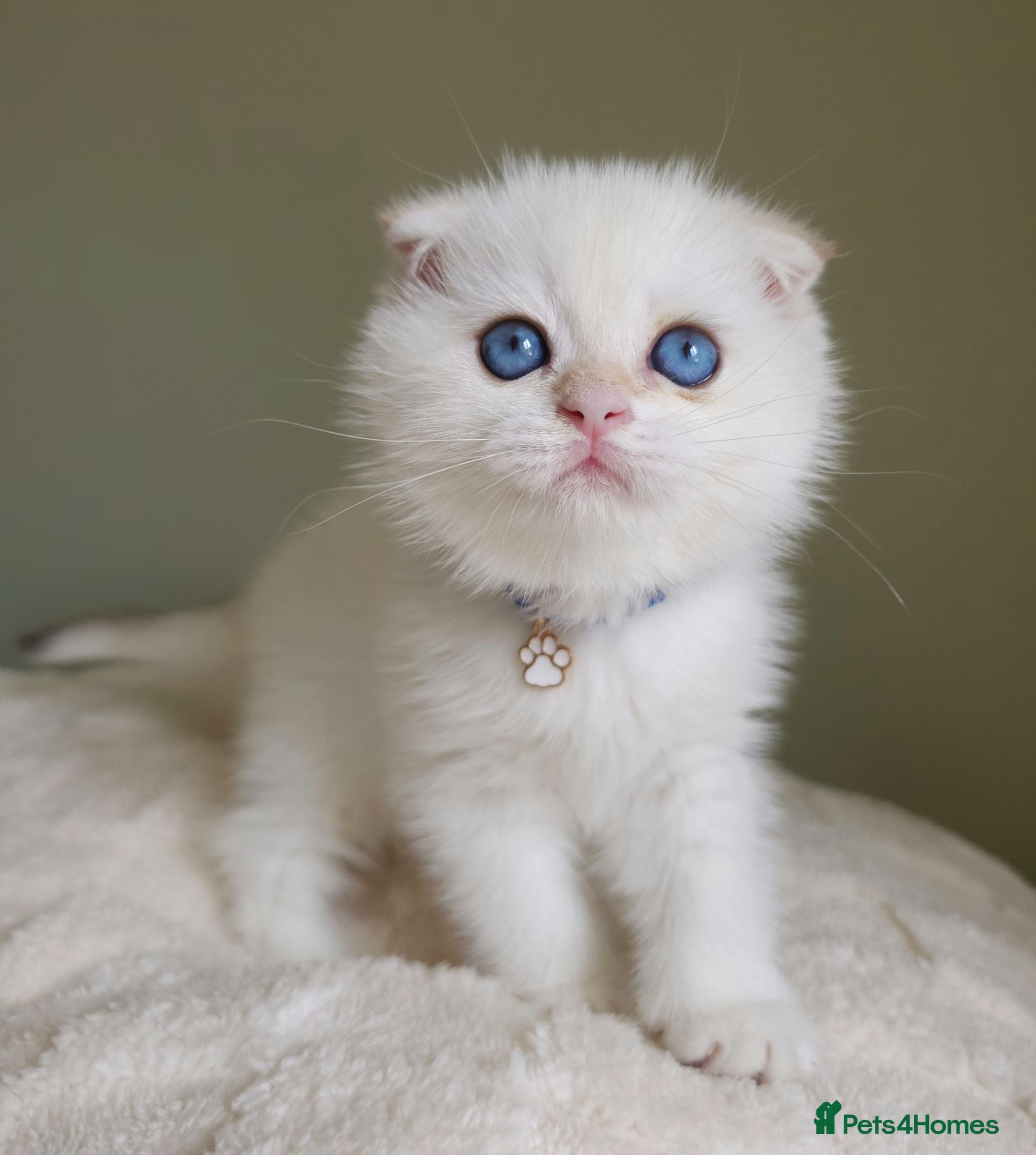 Scottish Fold cats ⭐️ Top Quality Scottish Fold Kittens ⭐️ - Advert 1