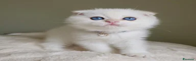 Scottish Fold Boy