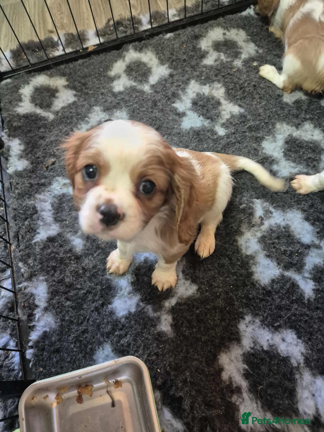 Cavalier King Charles Spaniel dogs for sale: Cavalier King Charles Spaniel  - Advert 6