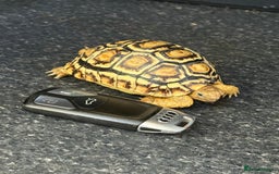 Tortoise reptiles for sale: Tortoise African Leopard  - Image 3
