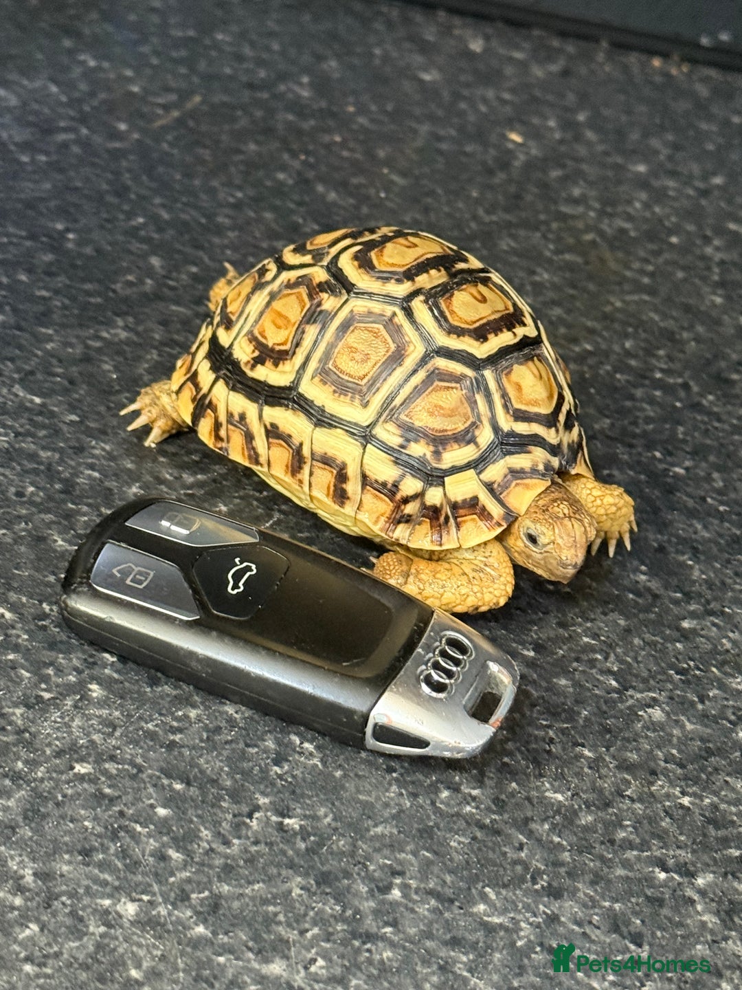Tortoise reptiles for sale: Tortoise African Leopard  - Image 3