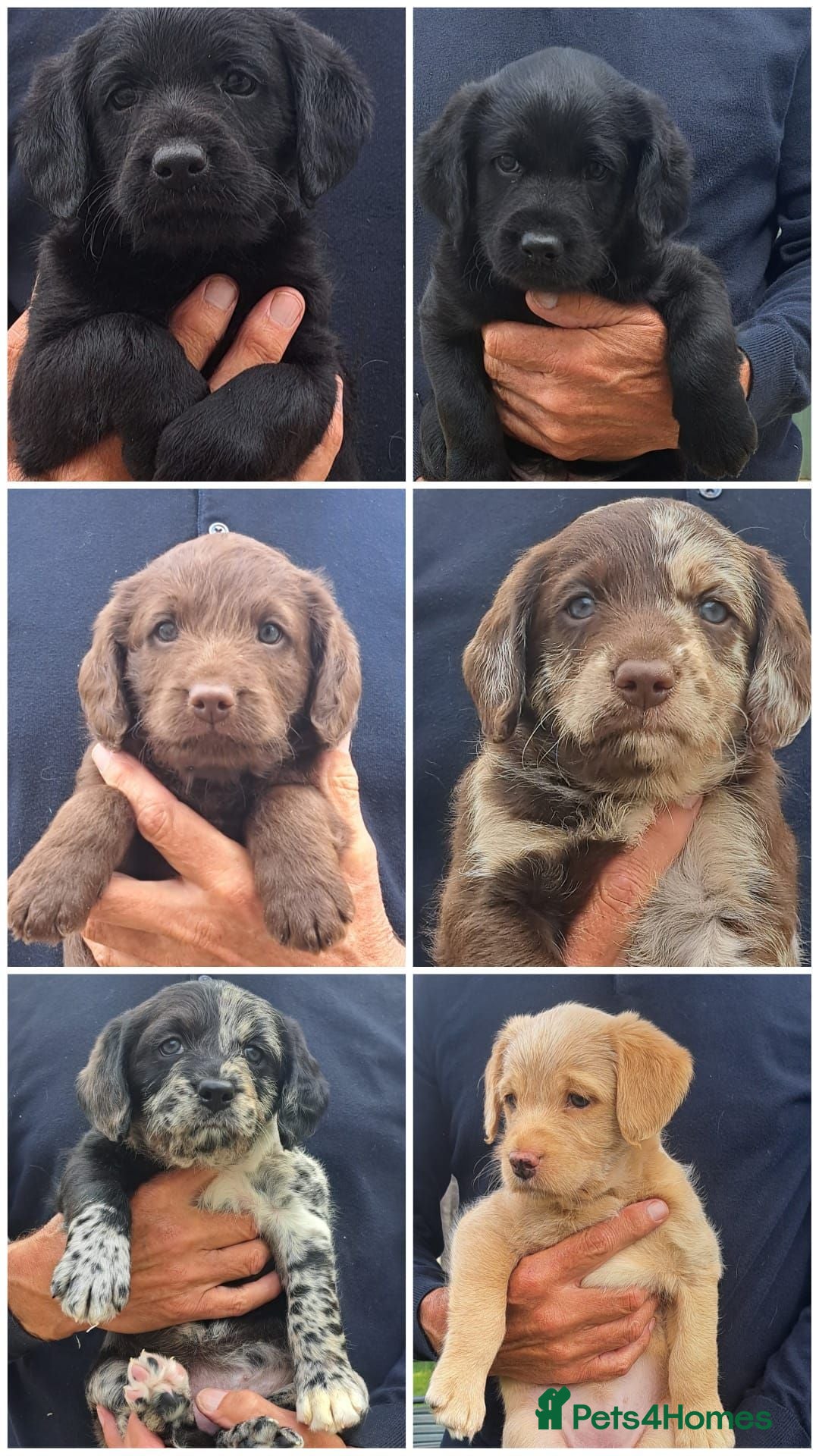 Labradoodle dogs Beautiful F1 Minature Labradoodles - 6 weeks old - Advert 1