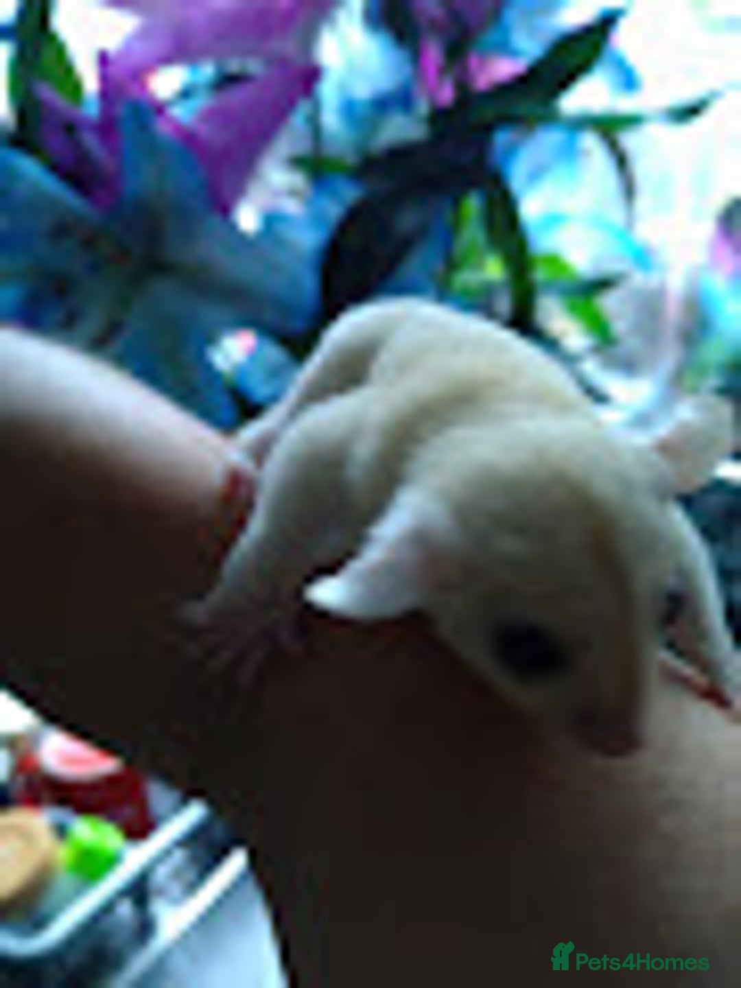 Sugar Glider rodents for sale: Stunning baby sugar glider  - Image 6