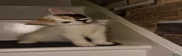 Mixed Breed cats for sale: 🐾 2 Beautiful Kittens looking for loving parents  - Advert 9