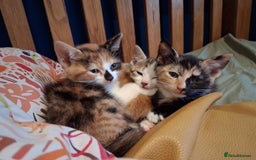 Domestic Shorthair cats for sale: 6 gorgeous mixed breed kittens - Advert 4