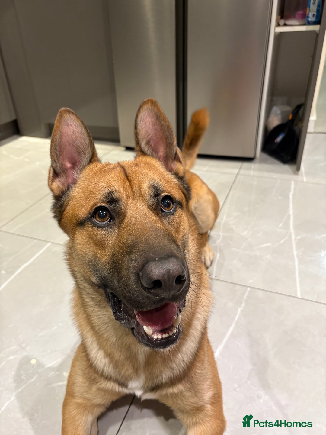 Mixed Breed dogs for sale: DOG FOR FREE - Advert 6