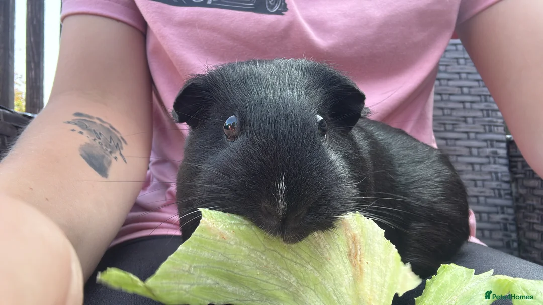 Guinea Pig rodents for sale: 3 female Guinea pigs  - Advert 3