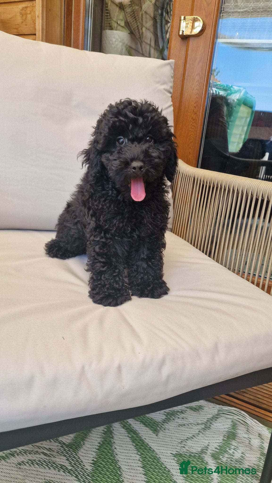 Toy Poodle dogs toy poodle  - Advert 10