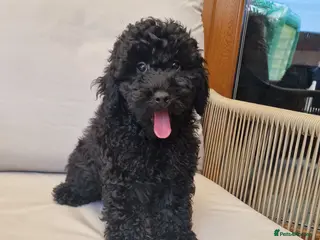 Toy Poodle dogs toy poodle - Advert 10