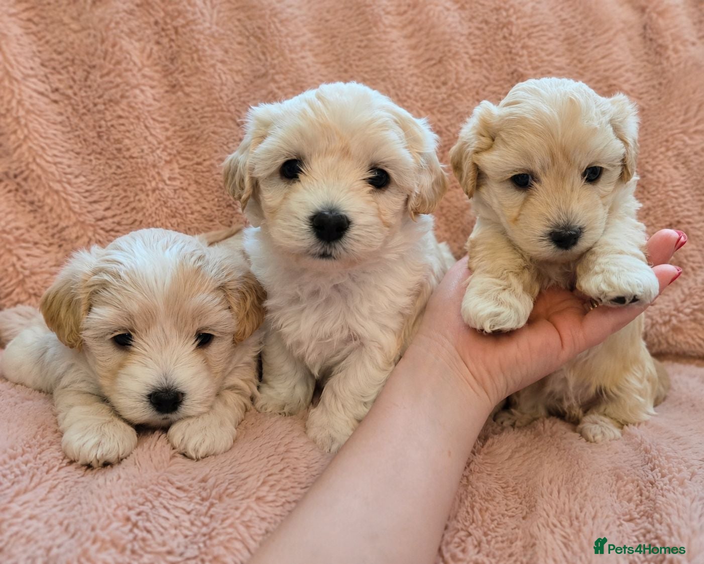 Maltipoo dogs Beautiful Maltipoo puppies available in July - Advert 17