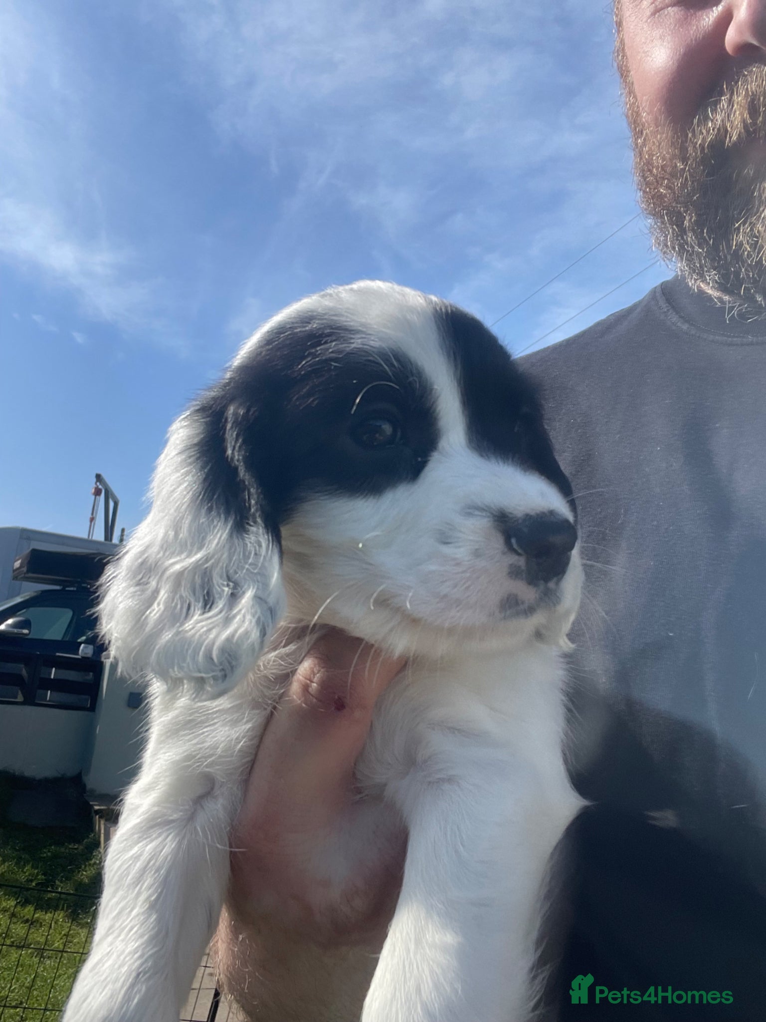 Sprocker dogs BEAUTIFUL LITTER OF SPROCKER PUPS Springer/Cocker - Advert 3