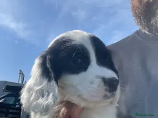 Sprocker dogs BEAUTIFUL LITTER OF SPROCKER PUPS Springer/Cocker - Advert 3