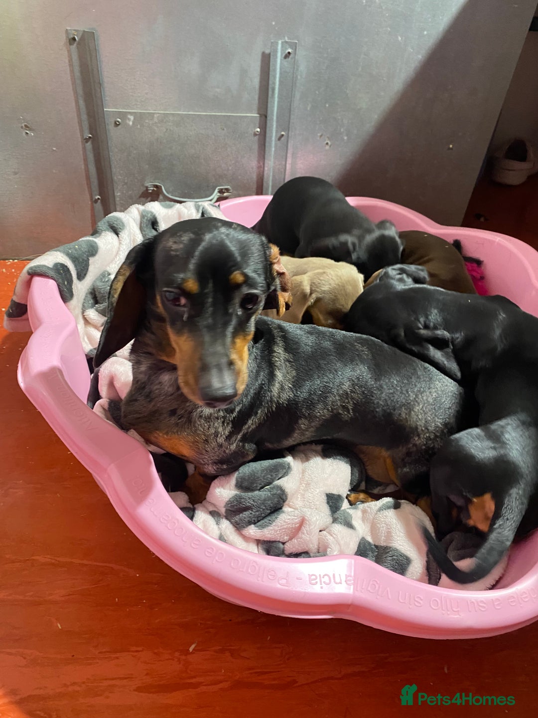 Miniature Dachshund dogs for sale: Miniature dachshund puppies  - Advert 15