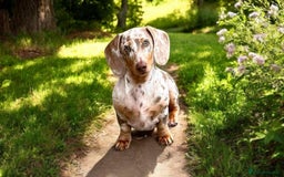 Miniature Dachshund dogs for sale: Miniature Dachshund puppies - Image 6