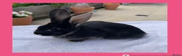 Smoke Pearl rabbits for sale: Smoked pearl x plush babies  in Wolverhampton - Advert 6