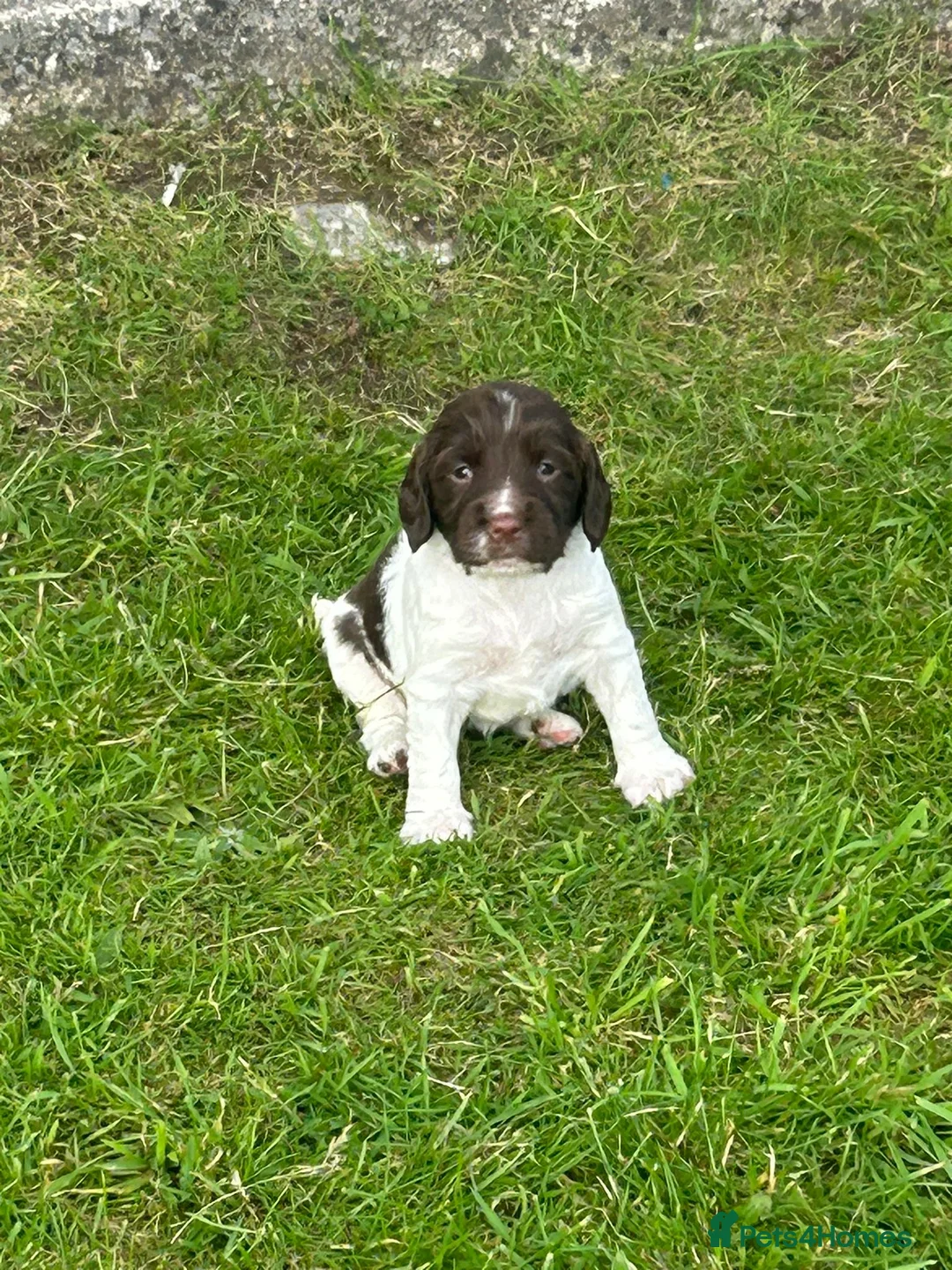 English Springer Spaniel dogs for stud: Proven Liver & White English Springer Spaniel Stud in Swansea - Advert 19