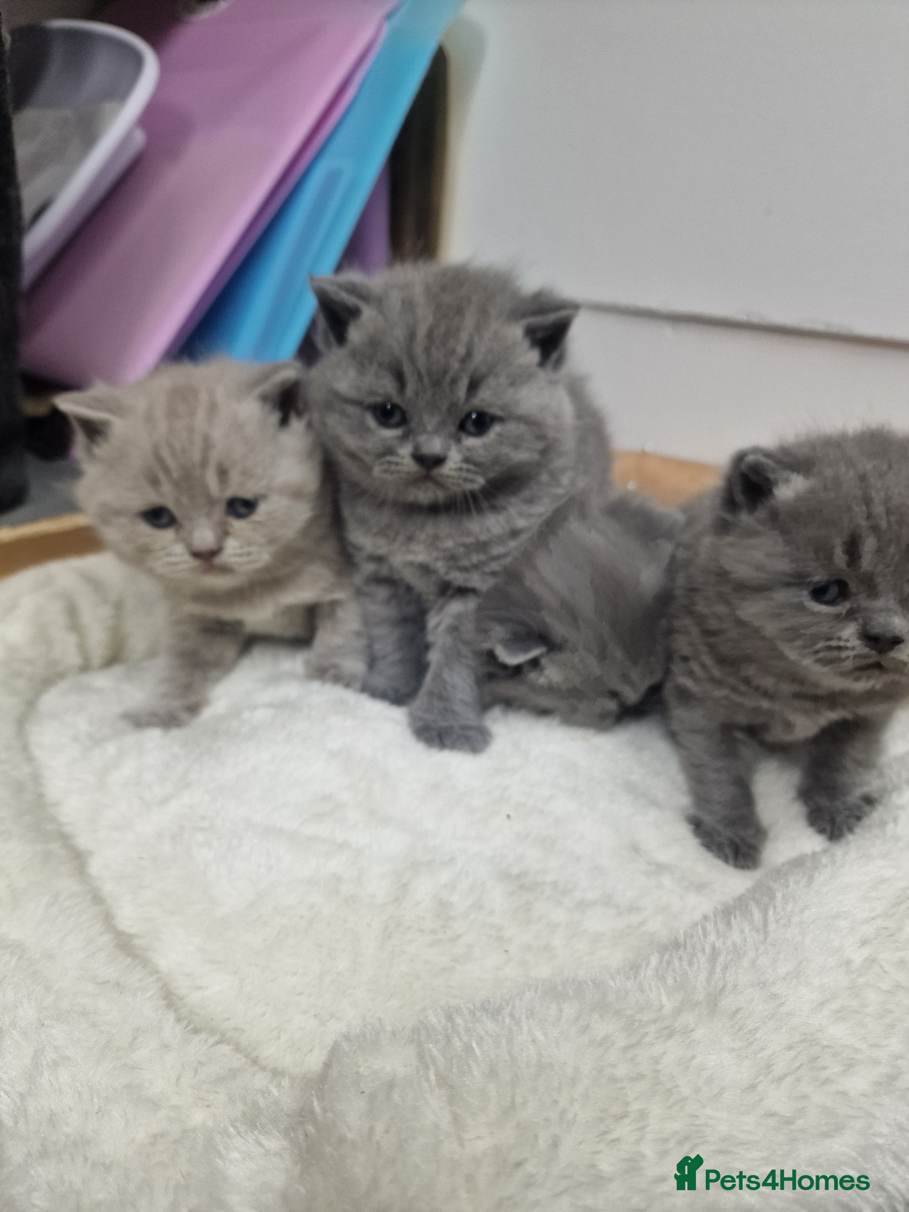 British Shorthair cats Chunky champion british shorthair kittens - Advert 16
