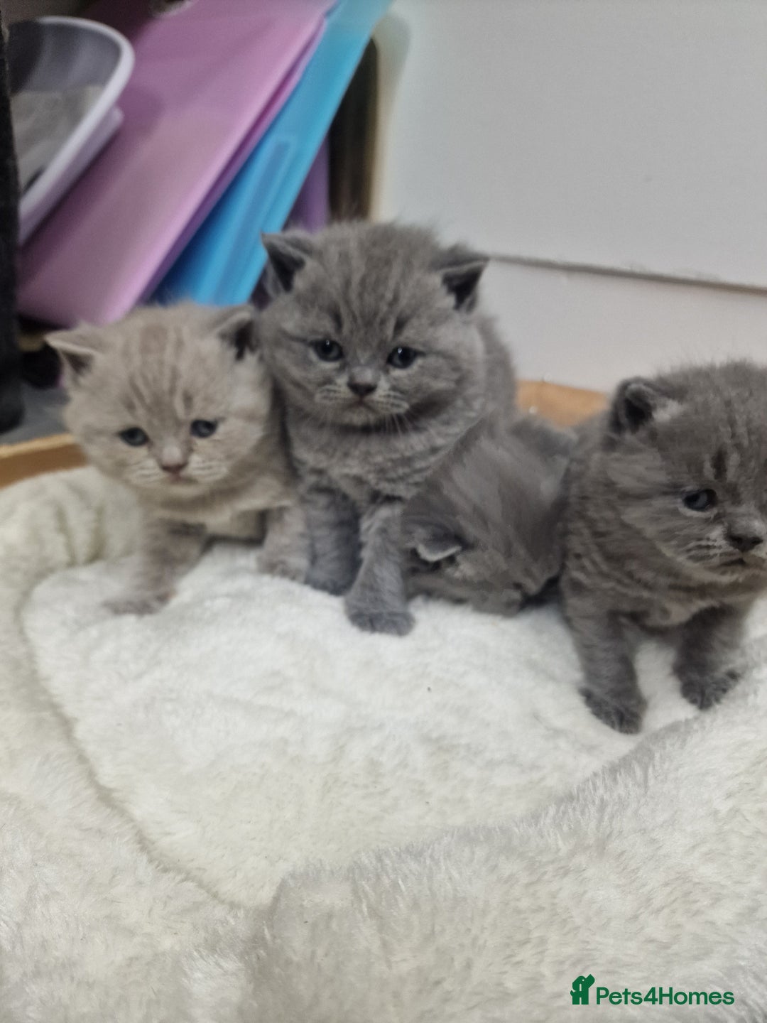 British Shorthair cats for sale: blue boy left. Chunky champion british shorthair - Advert 2