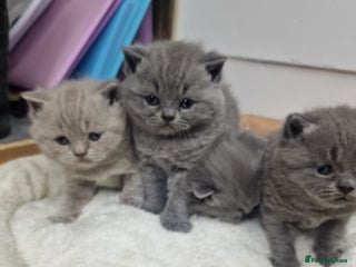 British Shorthair cats Chunky champion british shorthair kittens - Advert 1