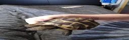 Hermann Tortoise reptiles for sale: Hermann Tortoise, 4 years old, Female in Saltash - Advert 3