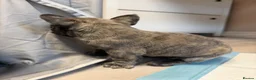 French Bulldog dogs for sale: Pedigree French Bulldog Puppies – Home-Raised - Advert 16