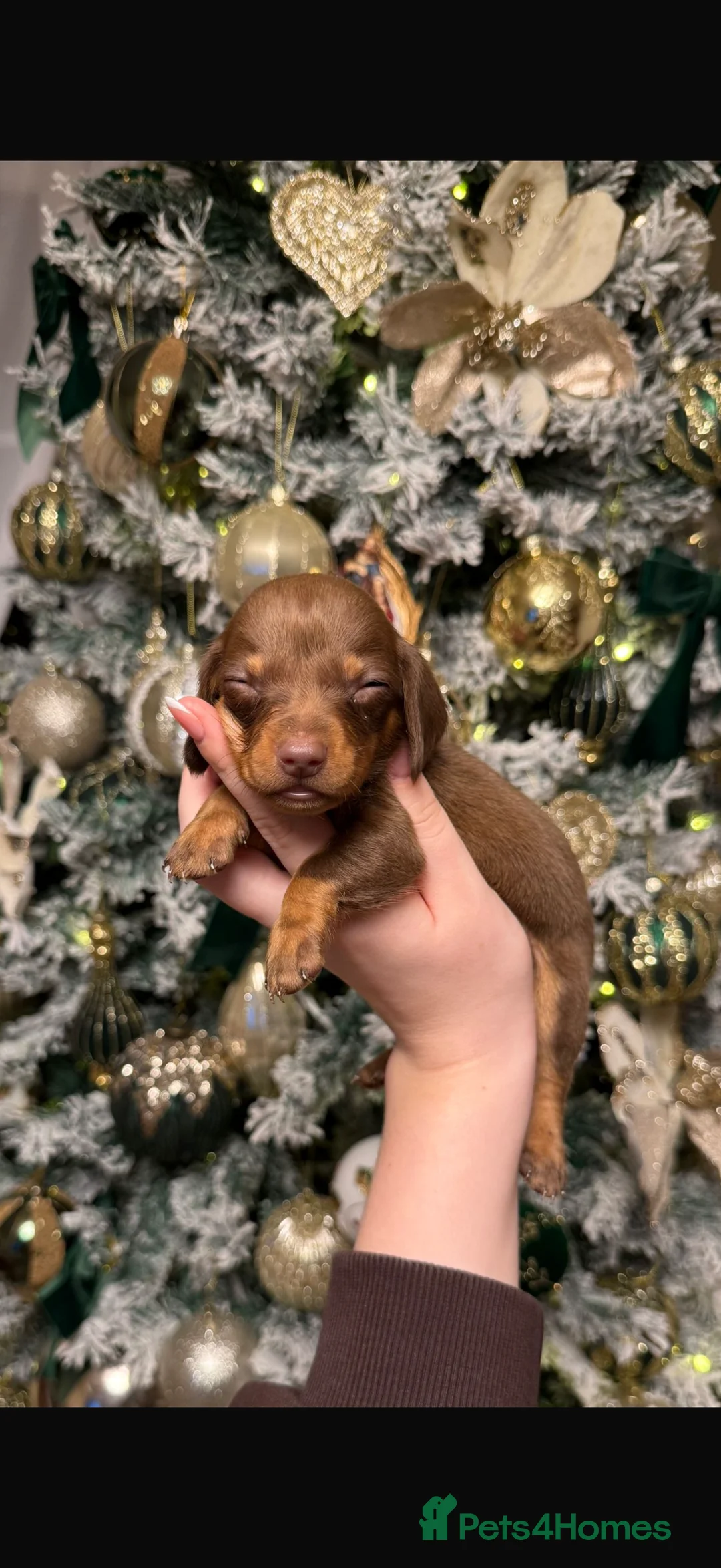 Dachshund dogs for sale: True To Type Miniture Dachshund Puppies  - Advert 11