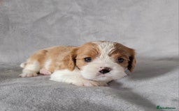 Cavalier King Charles Spaniel dogs for sale: Cavalier King Charles Spaniel Puppies for Sale 🐾 - Image 14