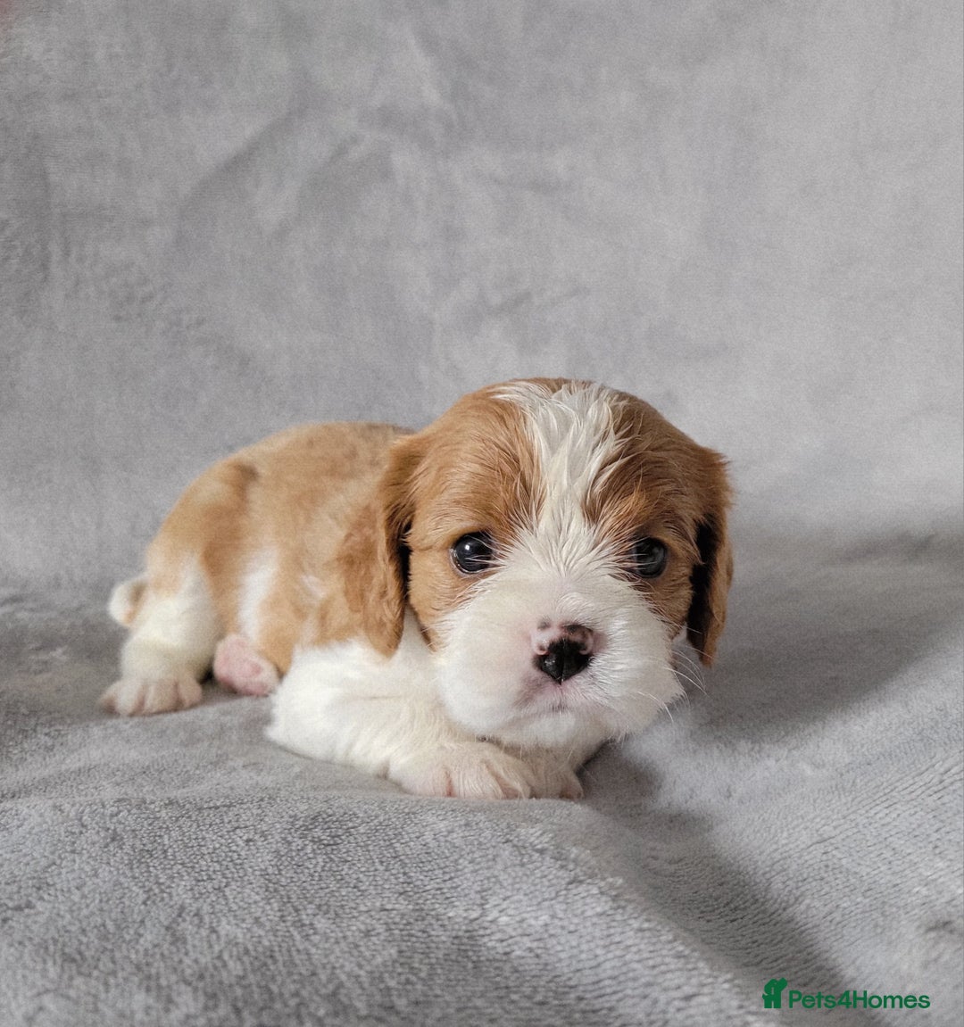 Cavalier King Charles Spaniel dogs for sale: Cavalier King Charles Spaniel Puppies for Sale 🐾 - Image 14