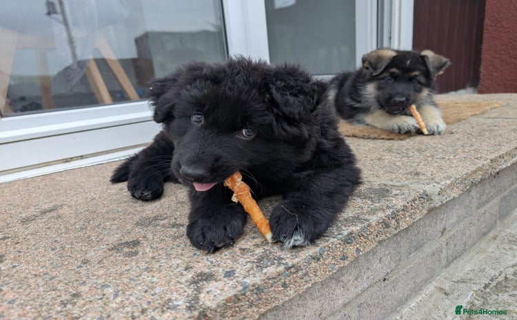 German Shepherd dogs in Ellon - Advert 1