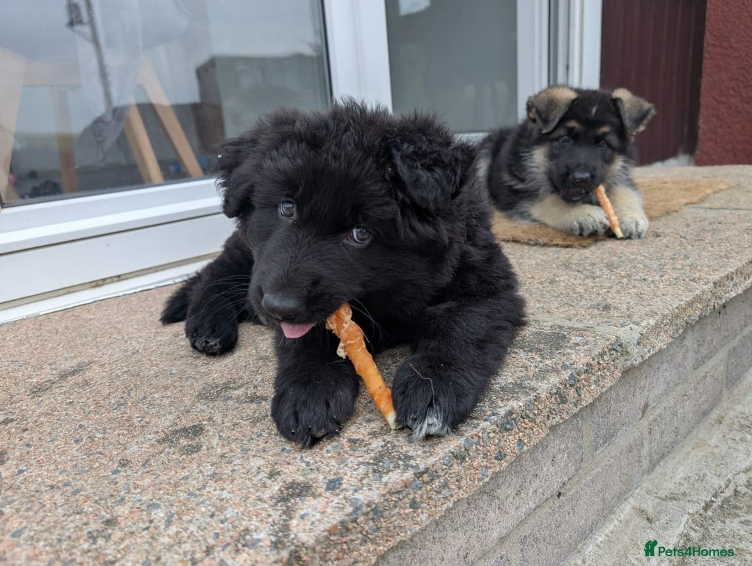 German Shepherd dogs for sale: 2 KC registered German Shepherd puppies for sale in Ellon - Image 1