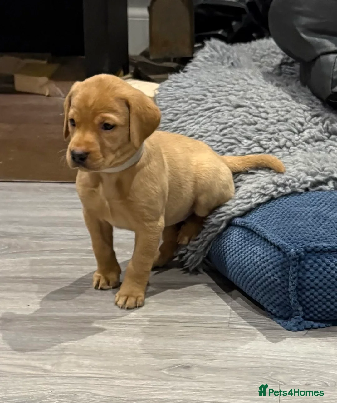 Labrador Retriever dogs for sale: Fox Red and Yellow Labrador Retriever Puppies  - Advert 18