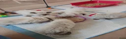 Ragdoll cats for sale: Ragdoll kittens - Advert 11