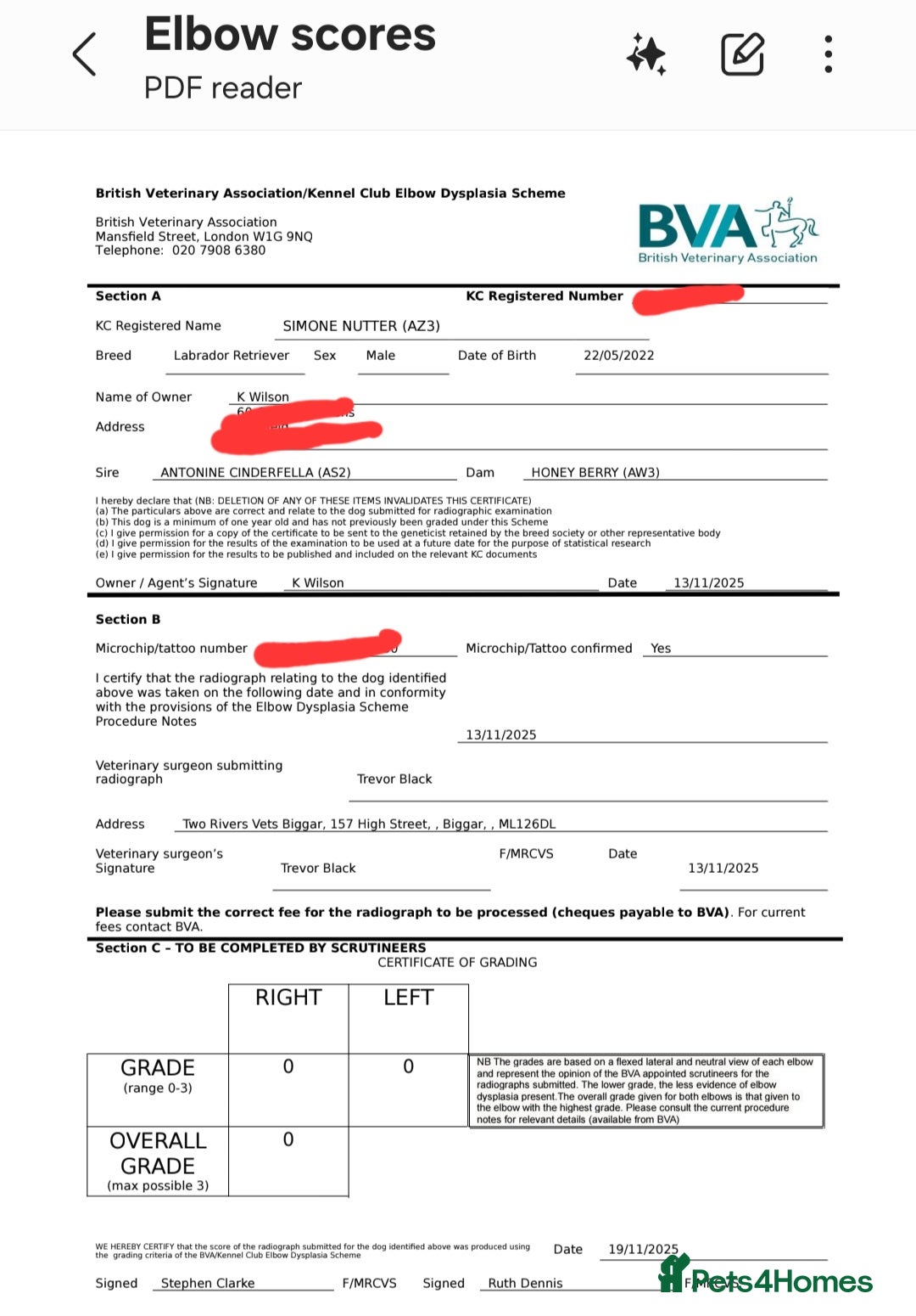 Labrador Retriever dogs for stud: Yellow dog for stud - Advert 7