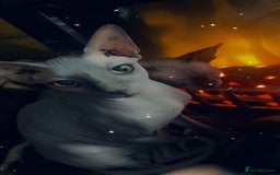 Sphynx cats for sale: 2 male cats  - Image 2