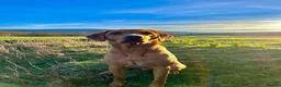 Labrador Retriever dogs for sale: Labrador pups  in Inverurie - Advert 25