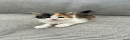 Maine Coon cats for sale: Kittens Looking for Their Forever Homes 🐾 - Advert 14
