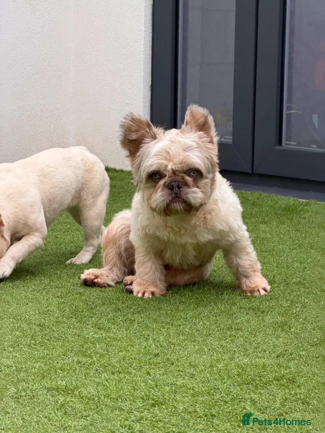 French Bulldog dogs for stud: MR NOODLES 🧸TEDDY BEAR FLOODLE COAT 🧥 FRENCHIE  - Advert 2