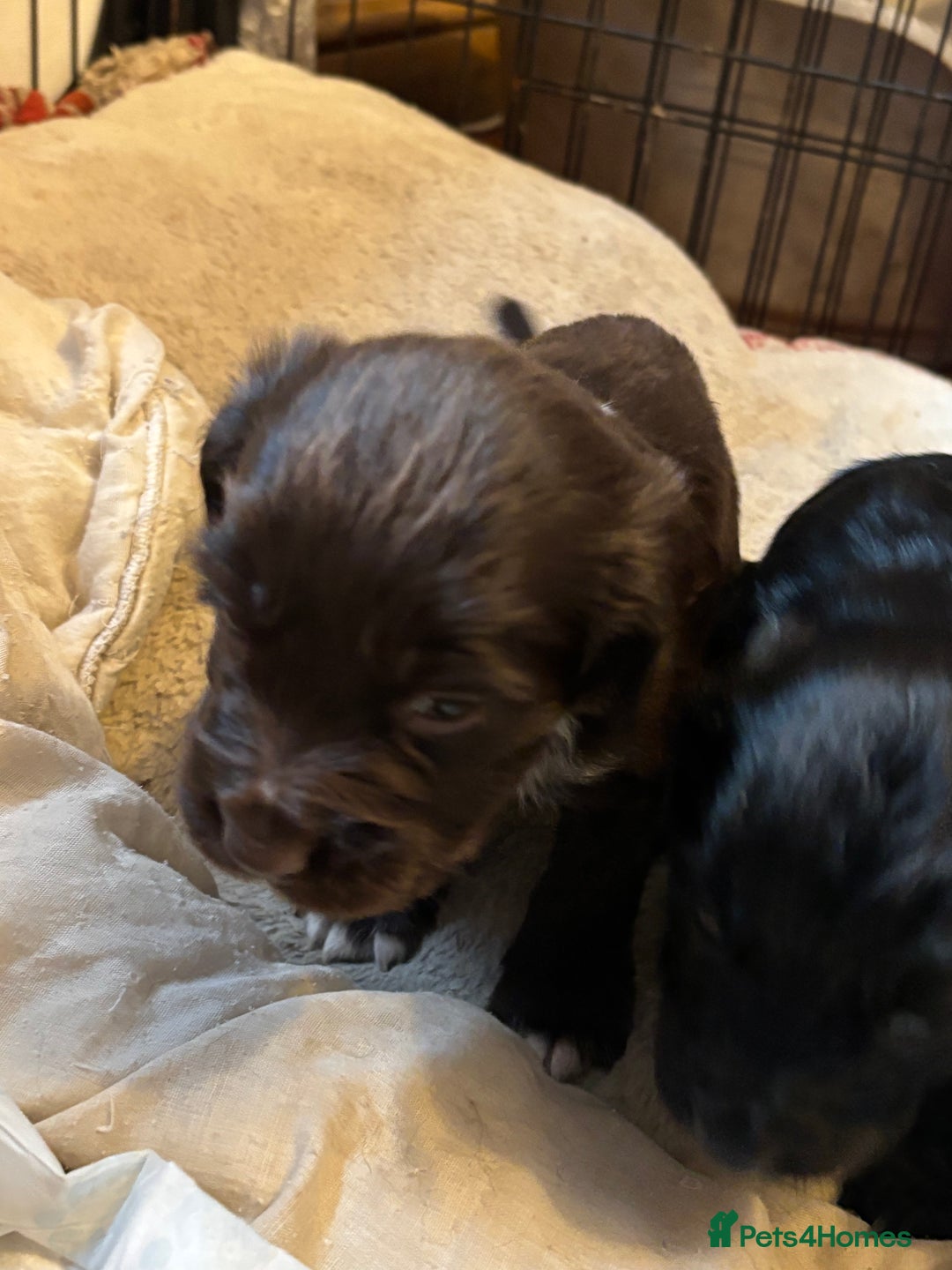 Cocker Spaniel dogs for sale: Gorgeous cocker spaniel ( working type) - Advert 4
