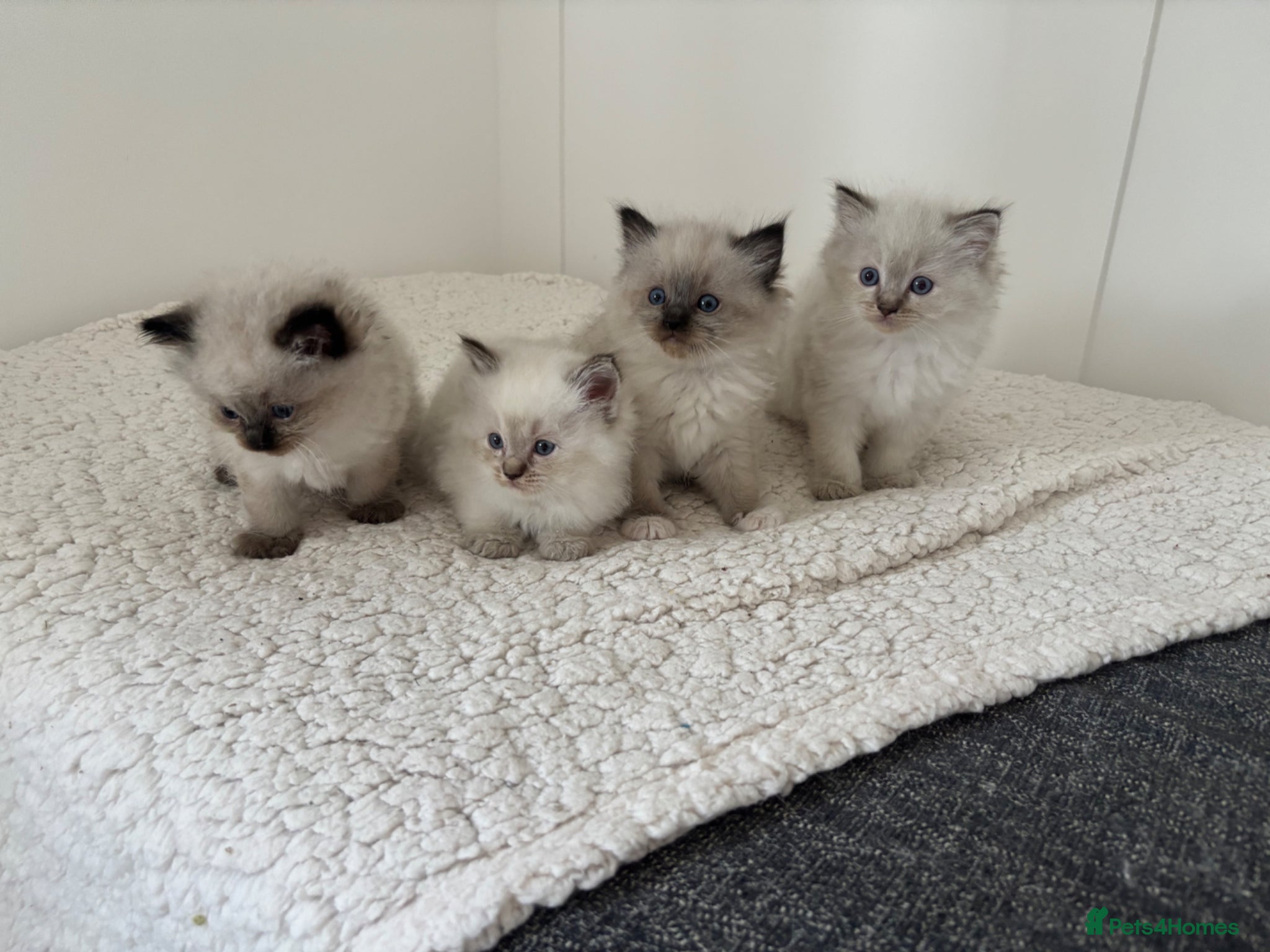 Ragdoll cats *Price Reduced* 3 male ragdoll kittens for sale  - Advert 18