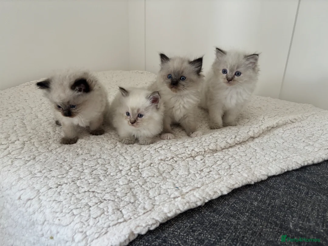 Ragdoll cats for sale: *Price Reduced* 3 male ragdoll kittens for sale  - Advert 1