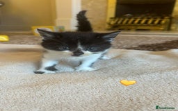 Mixed Breed cats for sale:  Beautiful Mixed-Breed Kittens🐾 - Image 9