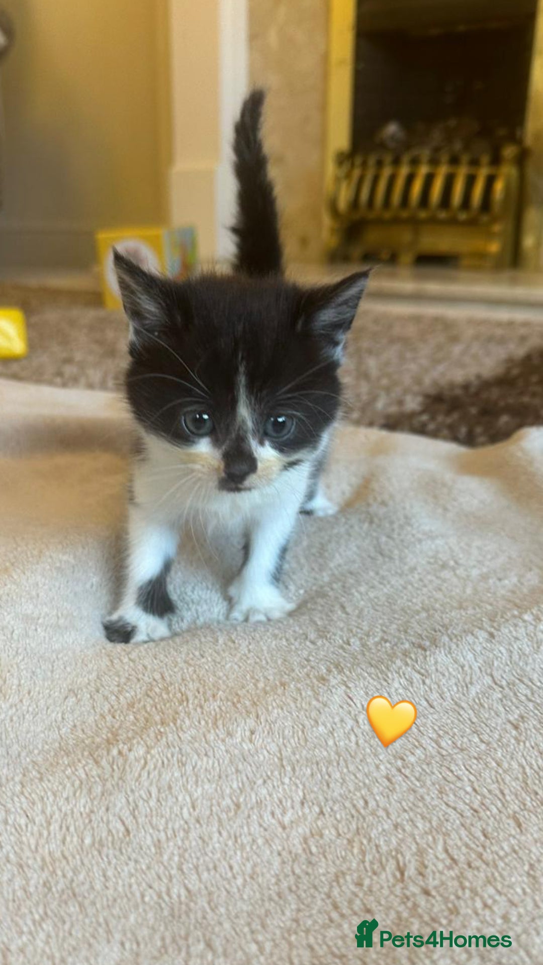 Mixed Breed cats for sale:  Beautiful Mixed-Breed Kittens🐾 - Image 9