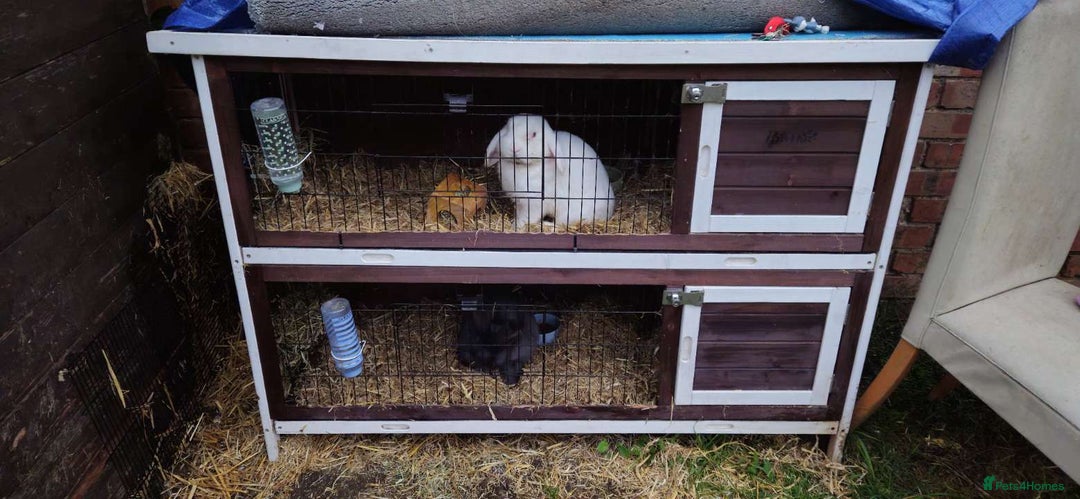 Mixed Breed rabbits for sale:  male rabbits and hutch - Image 1
