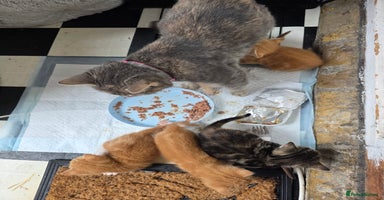 British Shorthair cats Rare ginger females. 1 male. British shorthair - Advert 4