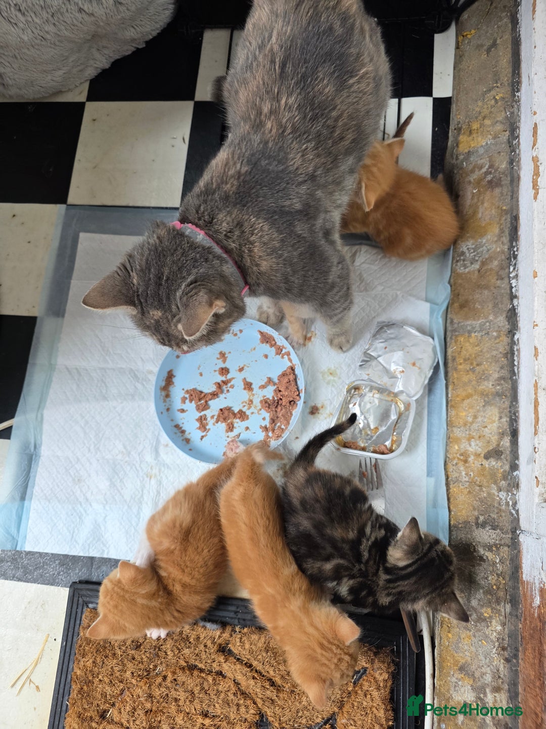 British Shorthair cats for sale: Rare ginger females. Adorable British shorthair - Advert 2