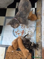 British Shorthair cats Rare ginger females. 1 male. British shorthair - Advert 1