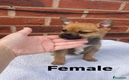 Mixed Breed dogs for sale: Jack Russel cross Pomeranian puppy’s  - Image 1