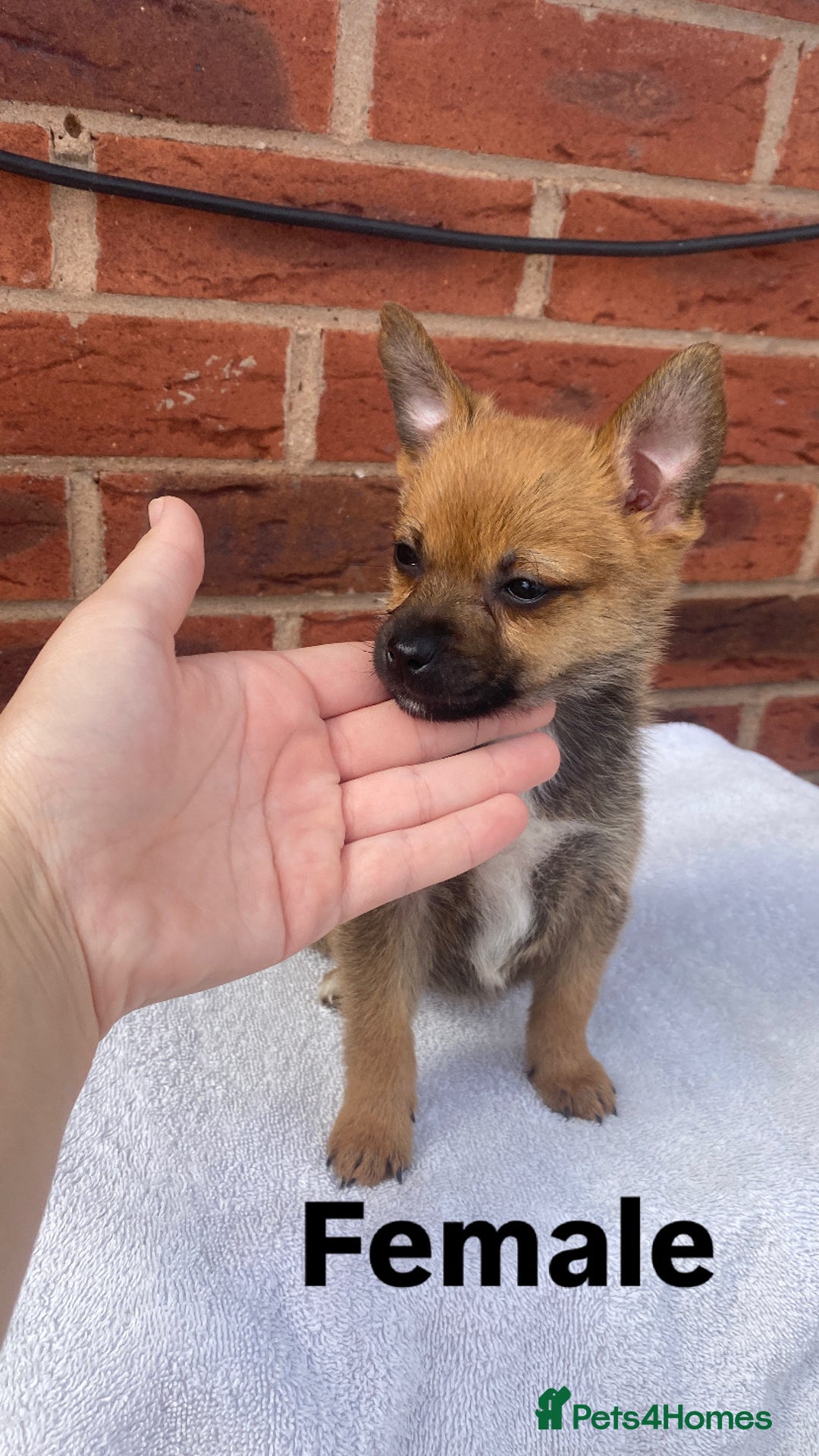 Mixed Breed dogs for sale: Jack Russel cross Pomeranian puppy’s  - Image 1